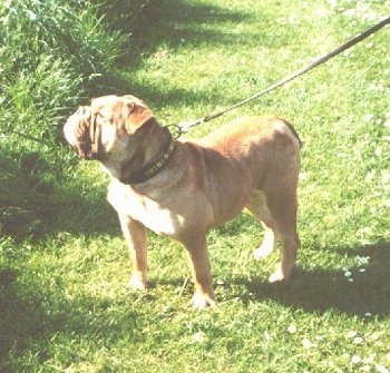 The front left side of a tan with white Victorian Bulldog that is standing in a yard looking up and to the left. It has a wide chest and ears that fold over to the front in a v-shape with wrinkles on its snout.